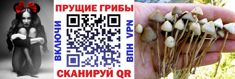 наркошоп  Томари  KRAKEN ссылки  Галлюциногенные грибы Magic Shrooms 